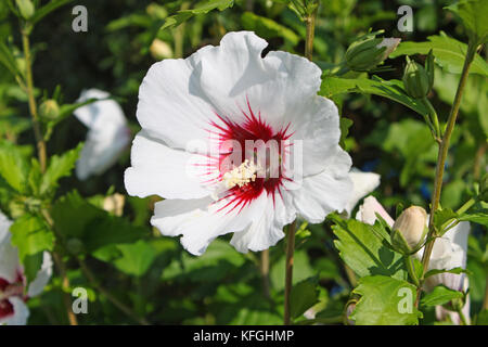 Hibiskus Blüte in weiß Foto Stock