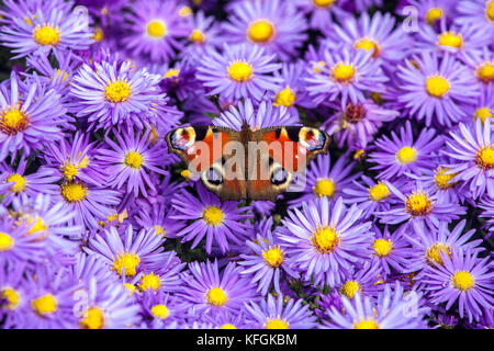 Farfalla di pavone sul fiore Inachis io seduta su Aster dumosus fiori di ottobre Autumnal Asters Butterfly Autunno Insect Autumn Butterfly Autumn Flower Foto Stock