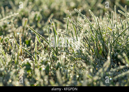 Erba verde su un prato ricoperto di neve. blur sullo sfondo inverno prati con erba coperto di brina Foto Stock