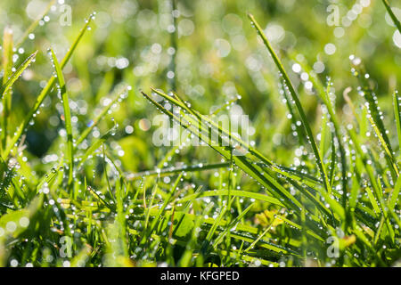 Abstract la sfocatura dello sfondo. erba verde con gocce di rugiada nella luce del sole su un prato a molla. erba di sole sul prato Foto Stock