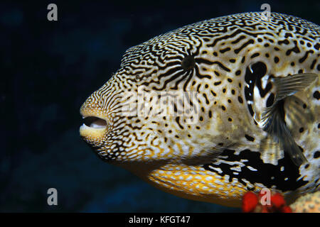 Mappa pufferfish (arothron mappa) sott'acqua in tropical Coral reef delle Maldive Foto Stock