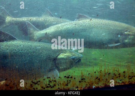 WA14091-00...WASHINGTON - salmone che riaccende la scala dei pesci presso le chiuse Hiram M. Chittenden nel quartiere Ballard di Seattle. Foto Stock