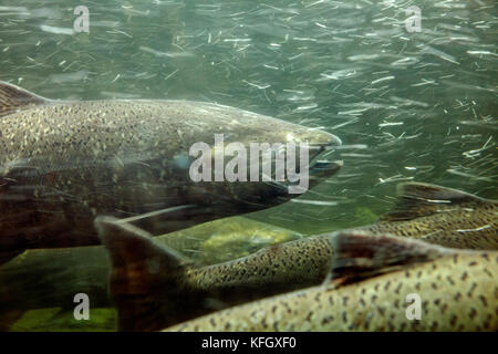 WA14092-00...WASHINGTON - salmone che riaccende la scala dei pesci presso le chiuse Hiram M. Chittenden nel quartiere Ballard di Seattle. Foto Stock