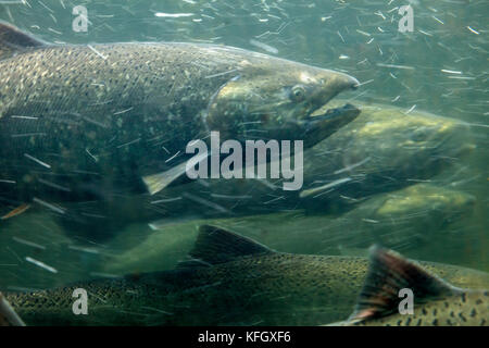 WA14093-00...WASHINGTON - salmone che riaccende la scala dei pesci presso le chiuse di Hiram M. Chittenden nel quartiere Ballard di Seattle. Foto Stock