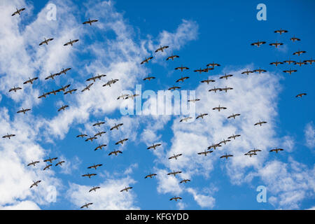 WA14231-00...WASHINGTON - oche da neve in volo sulla Skaget Valley. Foto Stock