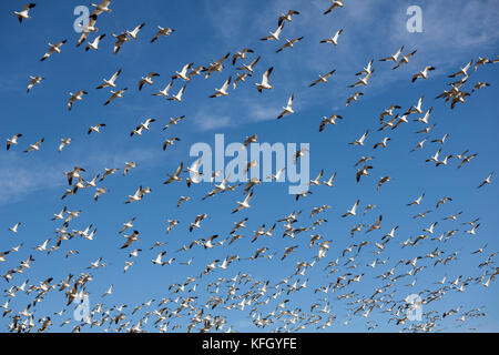 WA14237-00...WASHINGTON - oche da neve in volo sulla Skaget Valley. Foto Stock