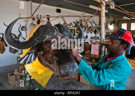 Taxidermy lavora su una testa di bufalo a Trophaendienste Taxidermy, Namibia Foto Stock