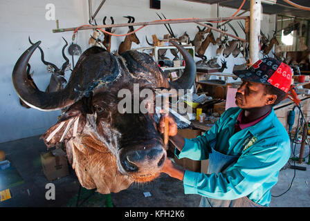 Taxidermy lavora su una testa di bufalo a Trophaendienste Taxidermy, Namibia Foto Stock