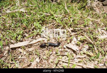 Nero, lucido gigante africano millepiedi al livello del suolo in remoto della foresta pluviale tropicale in Suva, Isole Figi Foto Stock