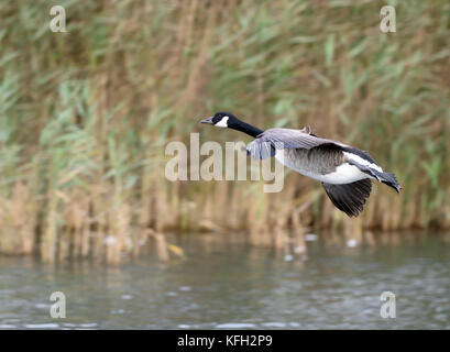 Un Canada goose (Branta canadensis) arriva a terra su una canna orlata lago. Widdicombe Ley, Beesands, Devon, Regno Unito Foto Stock