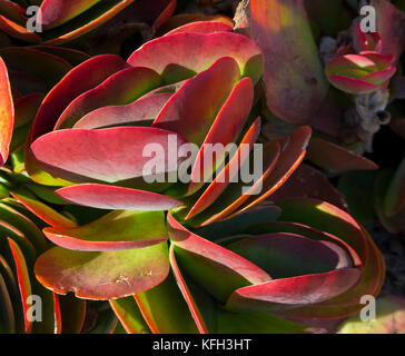 Flapjack cactus o impianto di pagaia kalanchoe luciae fa una drammatica dichiarazione ornamentali in ogni giardino soleggiato essendo un famoso impianto paesaggistico . Foto Stock