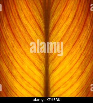 Dettaglio e la consistenza di una bella foglia retroilluminati Foto Stock