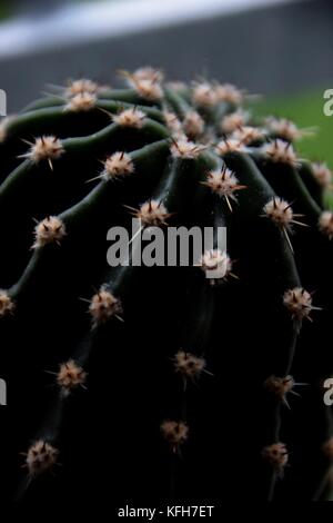 A breve le spine di un succulento, close up di un cactus e piante del deserto Foto Stock