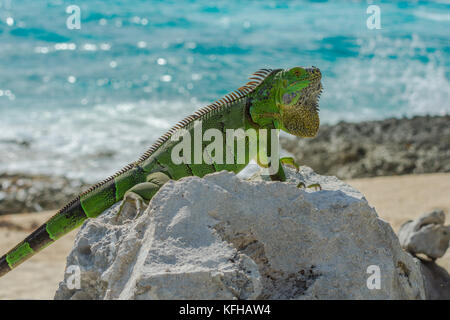 Iguana verde ensoleillement stesso su una roccia presso la spiaggia di Cozumel, Messico Foto Stock