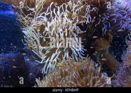 Piccoli pesci pagliaccio in un anemone gigante in acquario Foto Stock