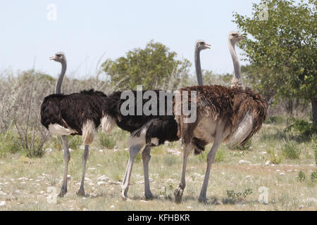 Un ostricio mantiene un occhio attento mentre si pascolano al lago d'acqua di Olifantsbad nel Parco Nazionale di Etosha in Namibia, Africa. Foto Stock