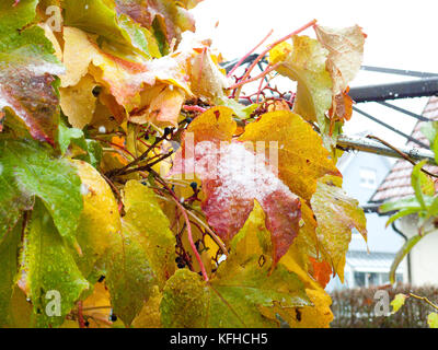 Wilder Wein Blätter im Herbst mit Schnee nach einem Wintereinbruch Foto Stock
