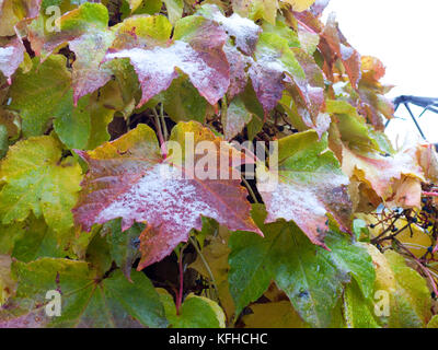 Wilder Wein Blätter im Herbst mit Schnee nach einem Wintereinbruch