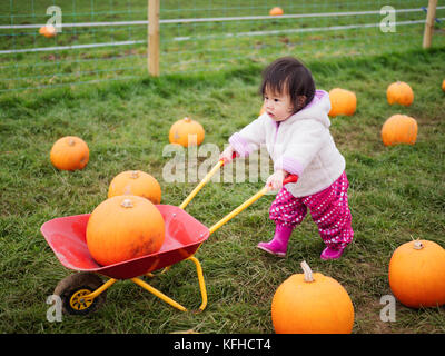 Baby girl pick zucca in azienda Foto Stock