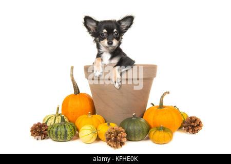 Zucche e un vaso di fiori con un chihuahua cane in esso su sfondo bianco Foto Stock