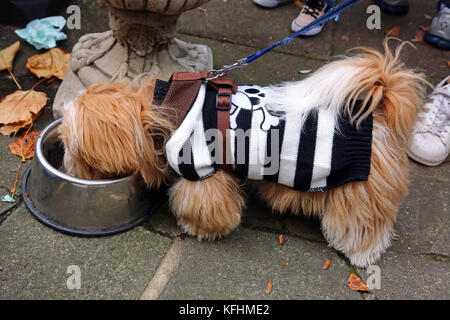 Londra, Regno Unito. 29 ott 2017. Il tutti i cani tema Halloween Dog Walk, Hampstead Heath, Londra credito: Paul Brown/alamy live news Foto Stock