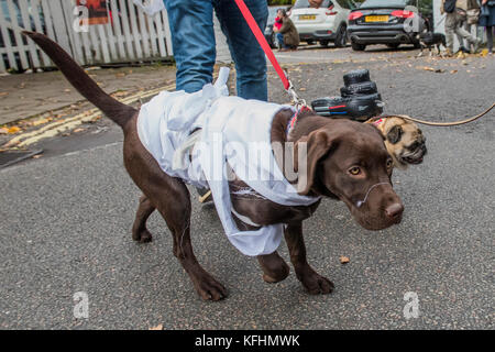 Hampstead Heath, Londra, Regno Unito. 29 ott 2017. Una carità Halloween dog walk e Fancy Dress mostra organizzata da tutti i cani questione presso gli Spaniards Inn, Hampstead. Londra 29 Ott 2017. Credito: Guy Bell/Alamy Live News Foto Stock