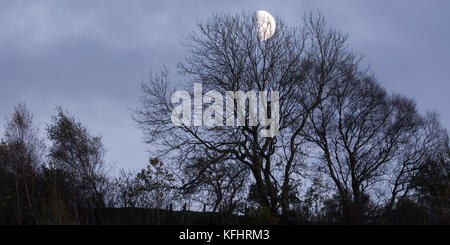 Ceratura di quarto di luna crescente attraverso gli alberi Foto Stock