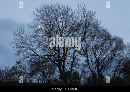 Ceratura di quarto di luna crescente attraverso gli alberi Foto Stock