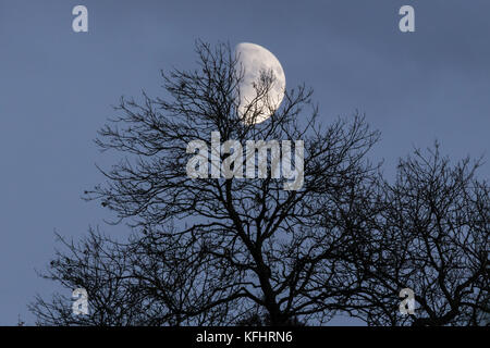 Ceratura di quarto di luna crescente attraverso gli alberi Foto Stock