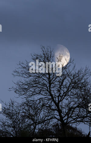 Ceratura di quarto di luna crescente attraverso gli alberi Foto Stock