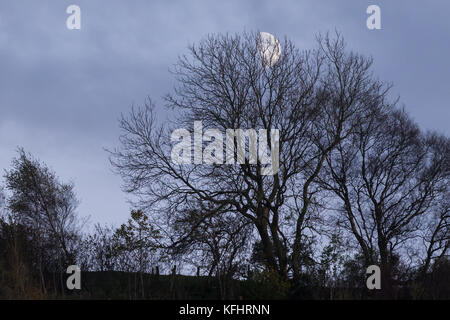 Ceratura di quarto di luna crescente attraverso gli alberi Foto Stock