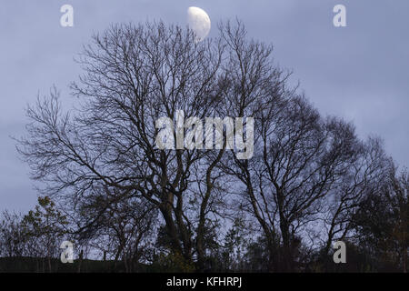 Ceratura di quarto di luna crescente attraverso gli alberi Foto Stock