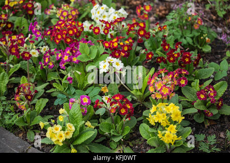 Un letto floreale di primule con colori diversi Foto Stock