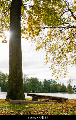 Panca di legno accanto al grande albero vicino al piccolo stagno rurale. sole che splende attraverso i rami di una bella giornata d'autunno. Foto Stock