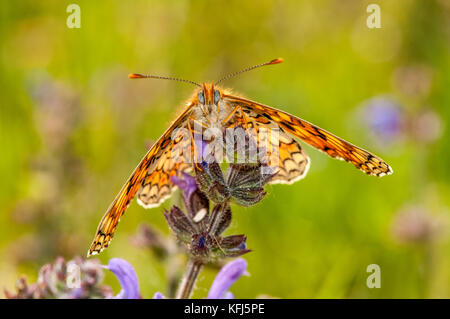 Butterfly Duca di Borgogna (Hamearis lucina) sulla sommità di un fiore e bello sfondo verde Foto Stock
