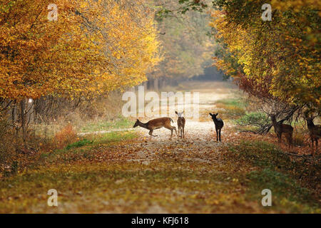 Cervi sulla strada rurale nel mezzo della foresta ( dama ) Foto Stock