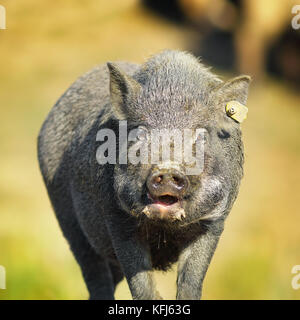 Ritratto di maiale vietnamita nei pressi della fattoria, fuori fuoco sfondo ( Sus scrofa ) Foto Stock