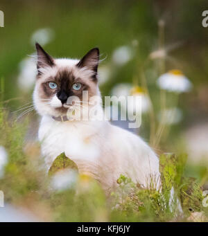 Pretty Kitty giocando in margherite Foto Stock