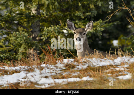 Una femmina di Mule Deer (Odocoileus hemionus); ricerca su una cresta vicino Cadomin Alberta Canada Foto Stock