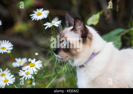 Pretty Kitty giocando in margherite Foto Stock