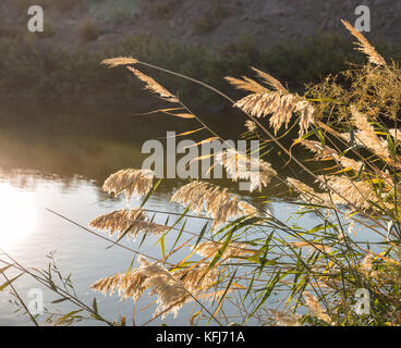 Reed pieghe soleggiato sopra la superficie dell'acqua Foto Stock