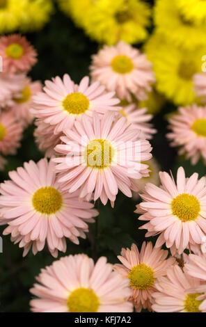 Crisantemo 'aline' Fiori. Foto Stock