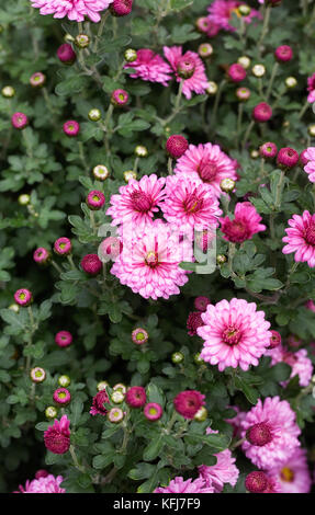 Piccolo crisantemo fiorito 'mei-kyo'. Foto Stock