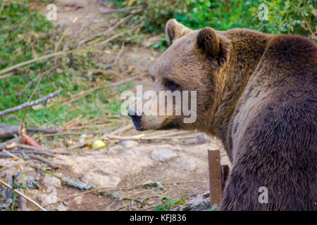 Orso bruno europeo al Rifugio dell'orso di Kuterveo per gli orsi orfani. Foto Stock