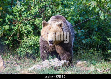 Unione orso bruno all'orso kuterevo santuario, CROAZIA. Questo è un rifugio per orphanaged orsi in Lika e senj county, Croazia. Foto Stock