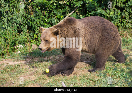 Unione orso bruno all'orso kuterevo santuario, CROAZIA. Questo è un rifugio per orphanaged orsi in Lika e senj county, Croazia. Foto Stock