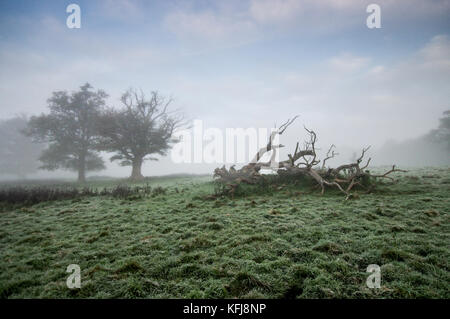 Spessa nebbia autunnale circostante campagna del Sussex vicino a Shipley Foto Stock