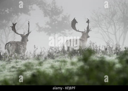 Stags a piedi attraverso un prato in caso di nebbia fitta su un autunno mattina - West Sussex Foto Stock