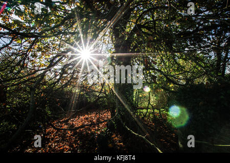 Autunnale di sole che splende attraverso i rami di un vecchio albero Foto Stock