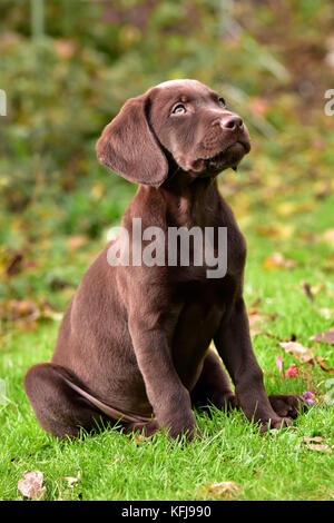 Un labradinger o springador cucciolo di cane guardando qualcosa che ha attirato la sua attenzione giocando sull'erba.labrador e springer spaniel allevati a croce Foto Stock